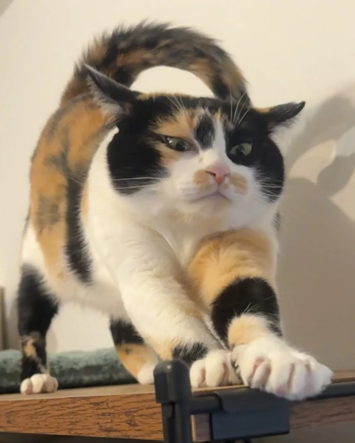 A calico cat with black, orange, and white fur is stretching on a wooden surface, its tail curled high over its back. It has…