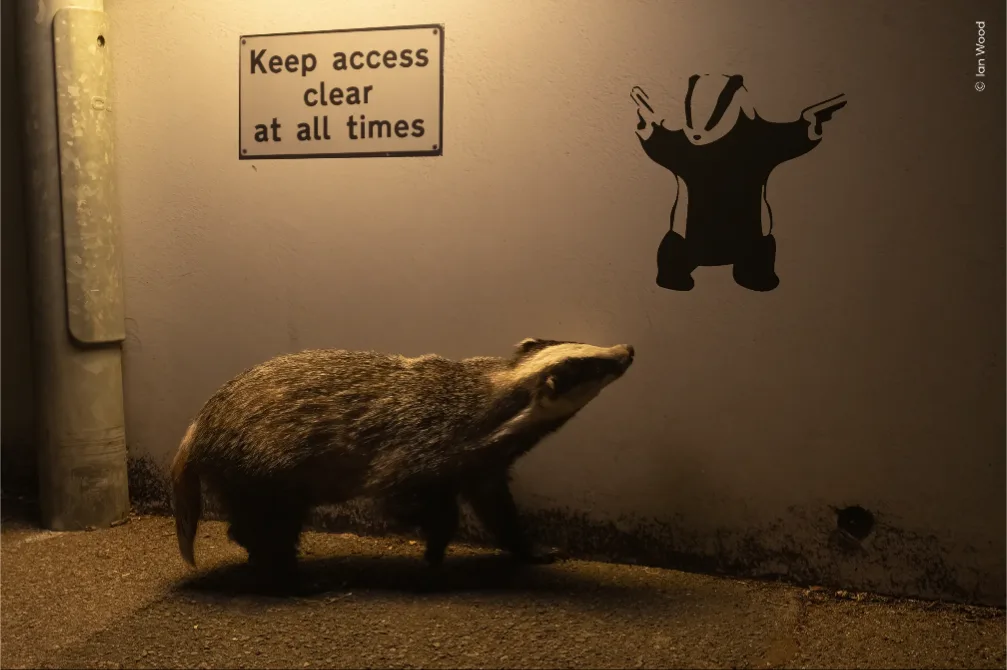 A real badger walks past a wall with a sign reading 'Keep access clear at all times' and a stencil of a cartoon badger…