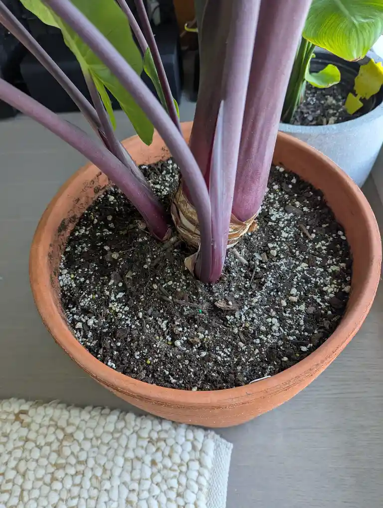 A close-up photo shows the base of a potted plant with thick, purple stems emerging from dark soil in a terracotta pot. The…