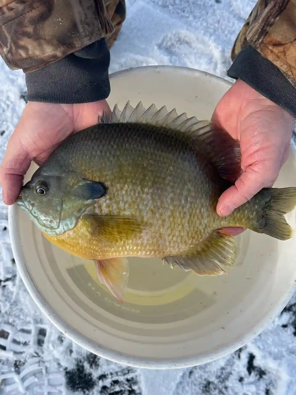 A person wearing camouflage sleeves holds a greenish-yellow fish with a spiky dorsal fin over a white bucket filled with…