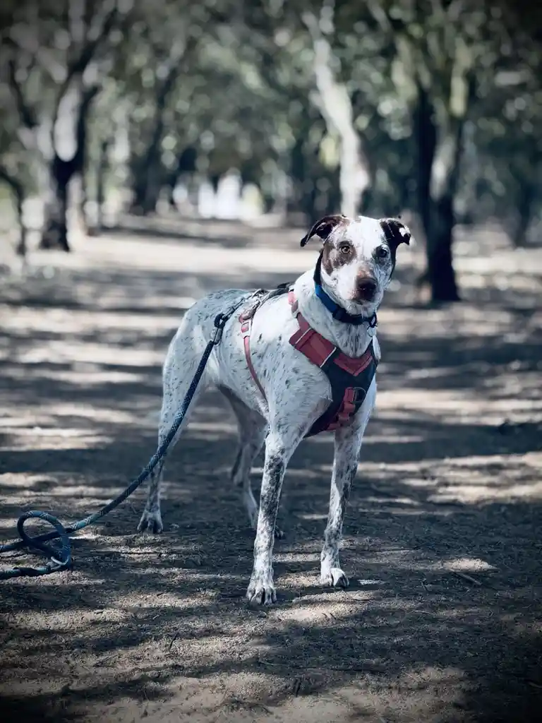 A white dog with brown spots stands on a dirt path in a wooded area, wearing a red and black harness and a blue leash. The…