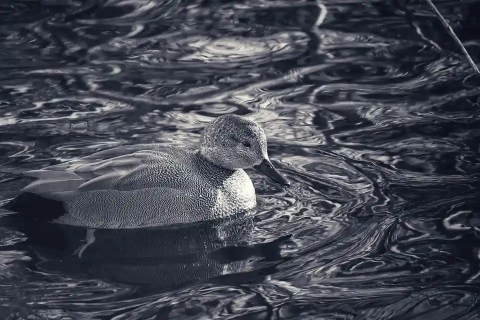 A black-and-white photograph of a duck floating calmly on rippling water, its feathers detailed and its head turned…