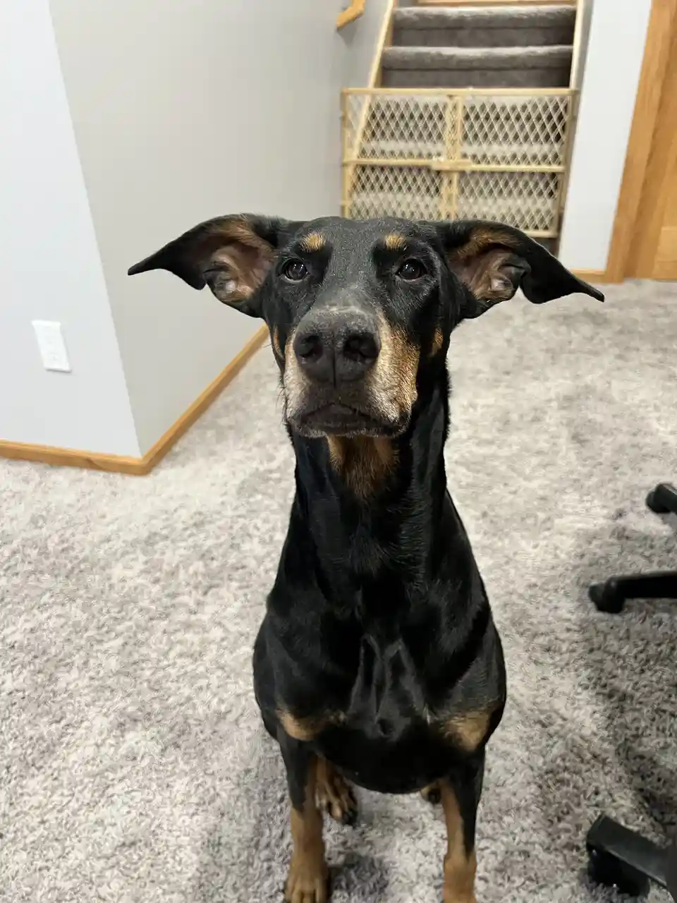 A black and tan dog with large, floppy ears sits upright on a gray carpet, looking directly at the camera with a serious…
