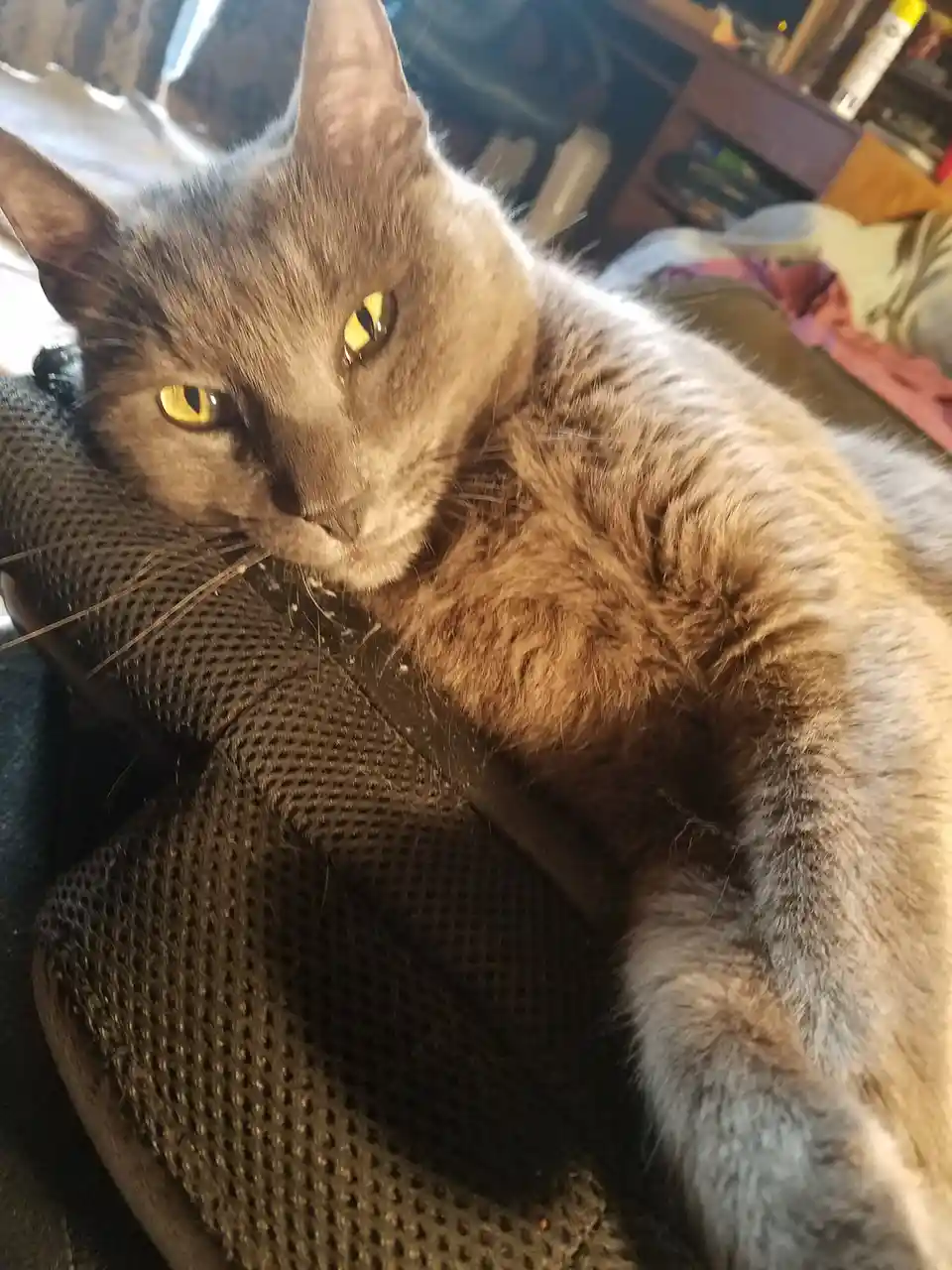 A gray cat with yellow eyes lounges on a dark mesh chair, looking directly at the camera with a relaxed, slightly smug…