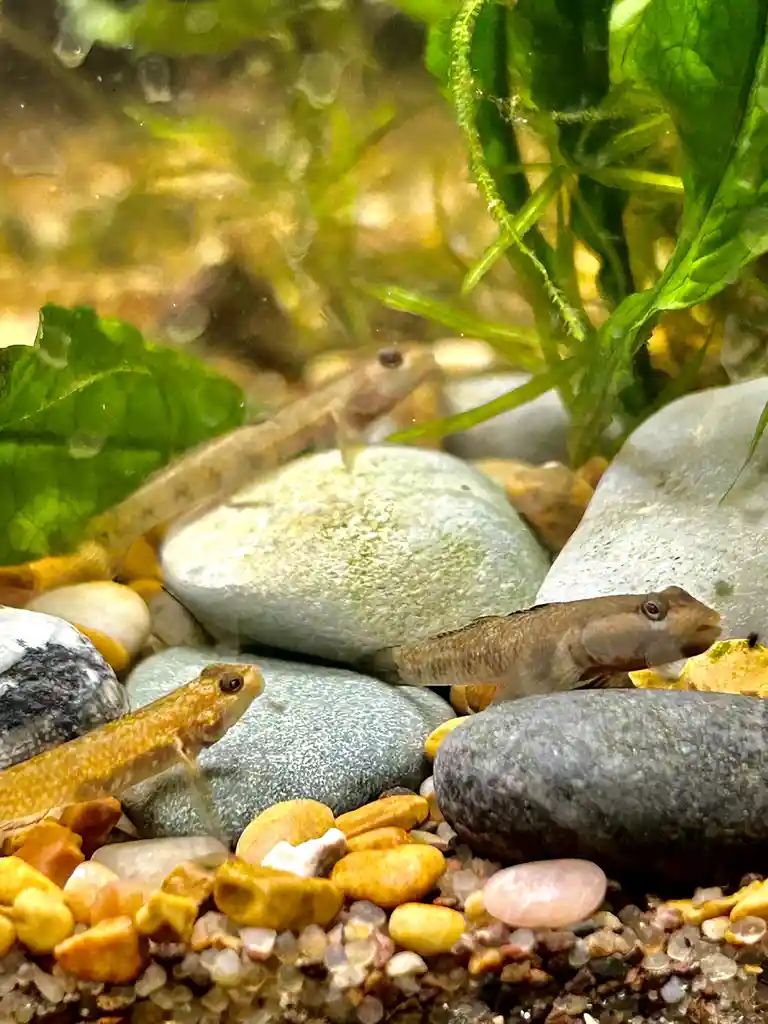 Three small fish are visible in clear water among smooth, colorful river rocks and green aquatic plants. The fish appear to…