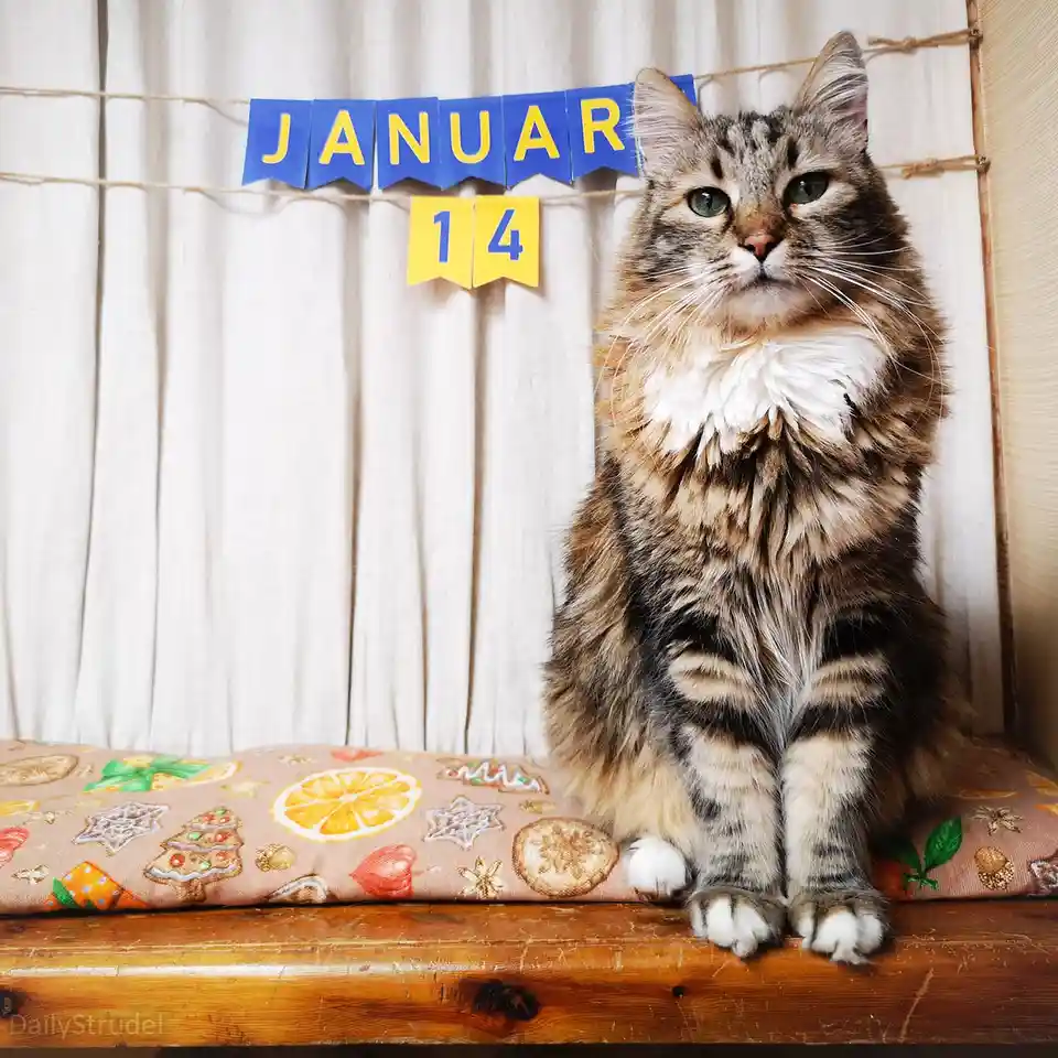 A fluffy tabby cat with a white chest sits upright on a wooden bench, looking directly at the camera with a serious…