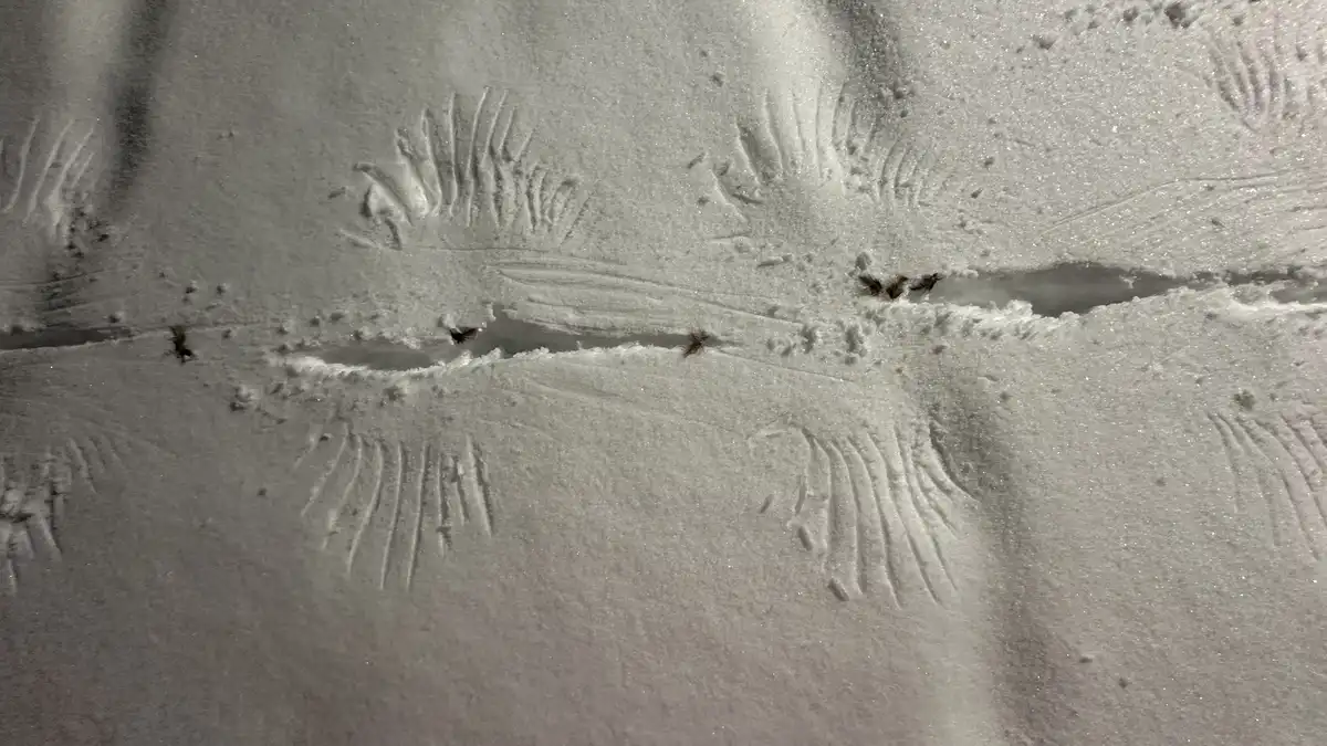 A close-up photo shows deep, textured snow with several small, dark insects crawling along a narrow, snow-filled crevice…