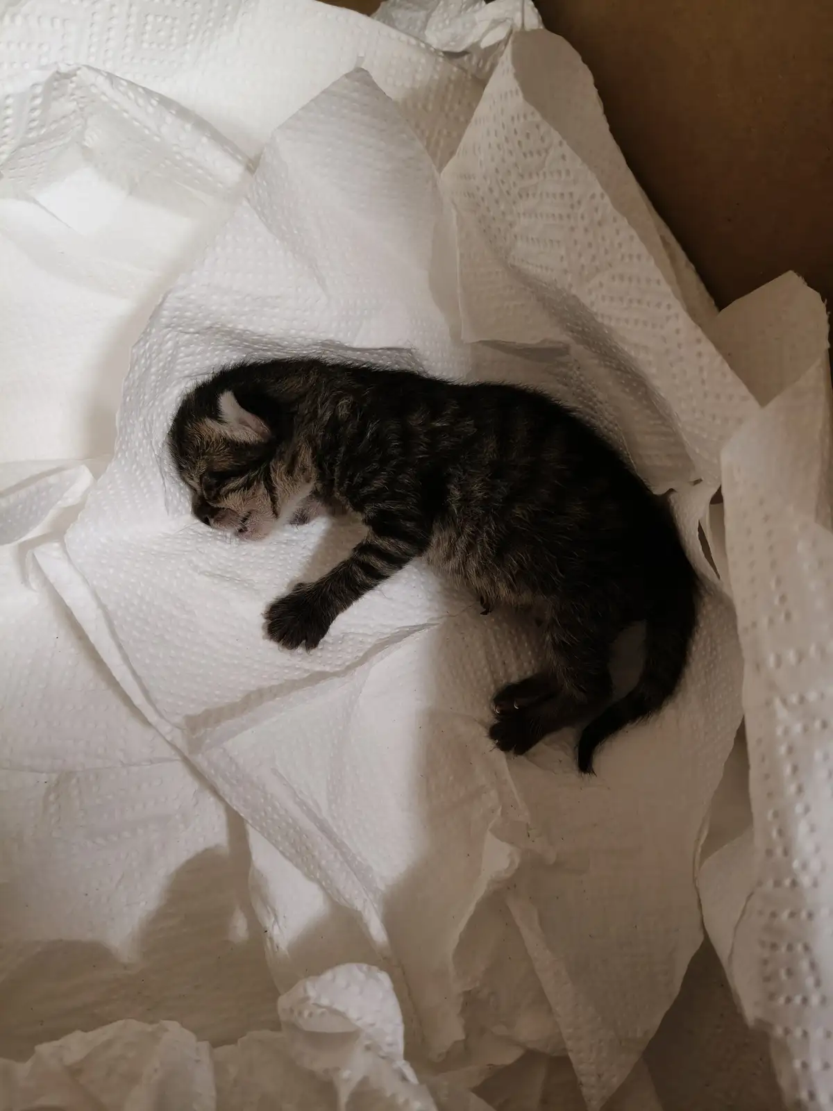 A small, dark tabby kitten is curled up and sleeping soundly on a bed of crumpled white paper towels. The kitten's eyes are…