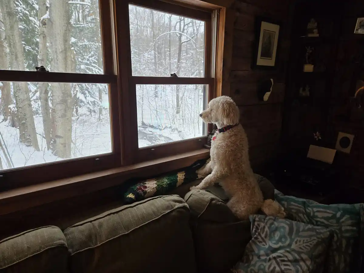 A fluffy white dog sits upright on a couch indoors, gazing out a large wooden-framed window at a snowy forest. The room has…