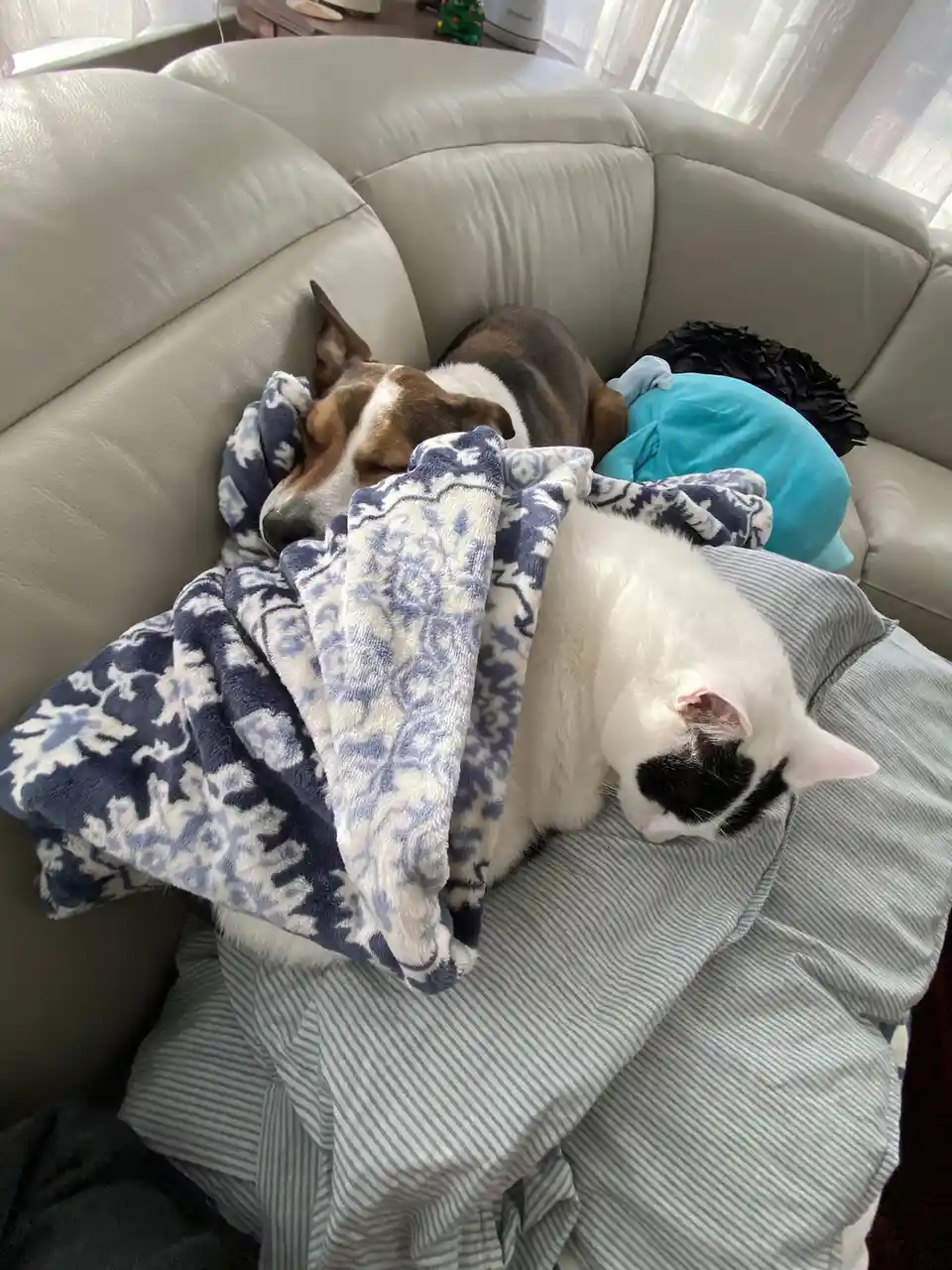 A brown and white dog and a white cat with a black patch on its face are both sleeping soundly on a beige couch, snuggled…