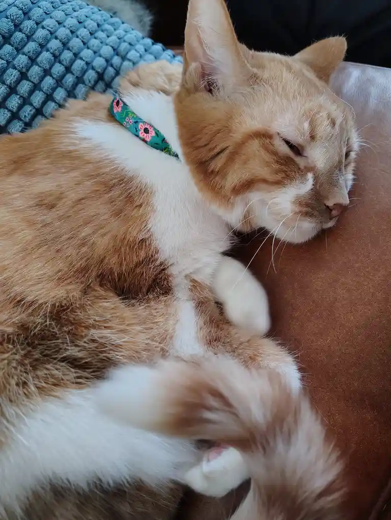 An orange and white cat is curled up sleeping on a brown leather surface, wearing a floral collar, with a blue textured…