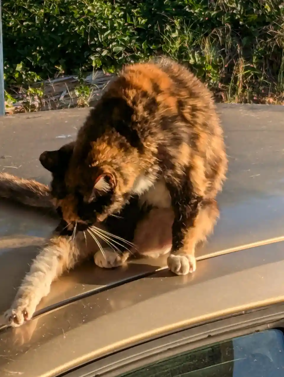 A tortoiseshell cat is sitting on the roof of a car, bent over and licking its paw in a grooming motion. The cat's fur is a…