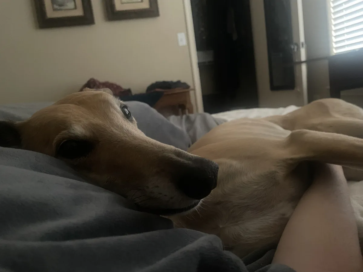 A tan dog with a slender build lies on its side on a bed, resting its head on a gray blanket while looking directly at the…