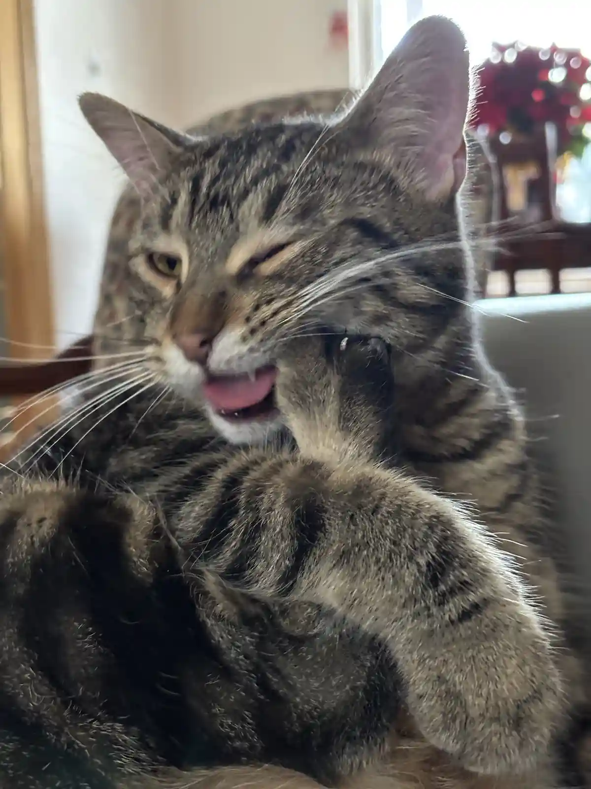 A close-up photo of a tabby cat with one eye closed and its tongue out, licking its front paw while sitting on a couch. The…