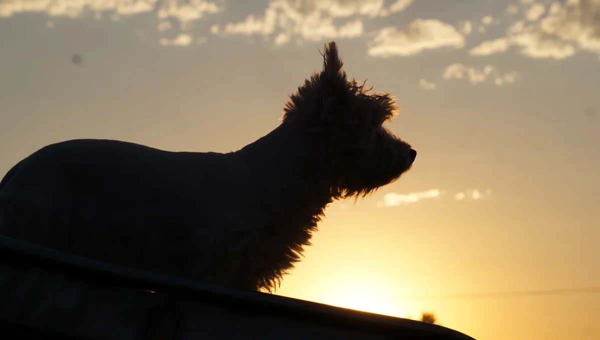 A silhouette of a fluffy dog standing on the back of a vehicle, looking forward against a warm sunset sky with scattered…