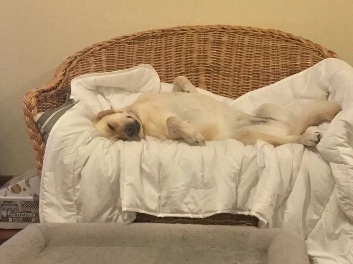 A light-colored dog is lying on its back on a white blanket inside a wicker dog bed, appearing to be sleeping or resting…