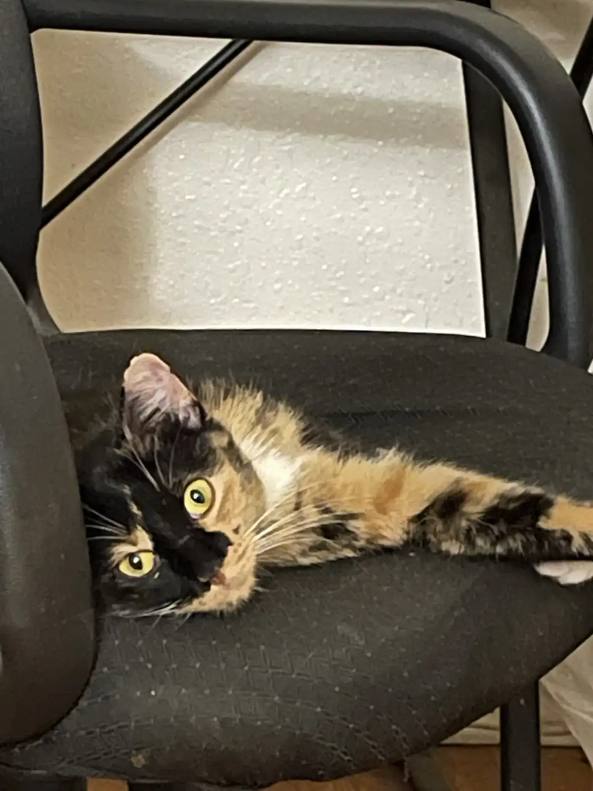 A calico cat with black, orange, and white fur is lying on its side on a black office chair, looking up with wide, yellow…