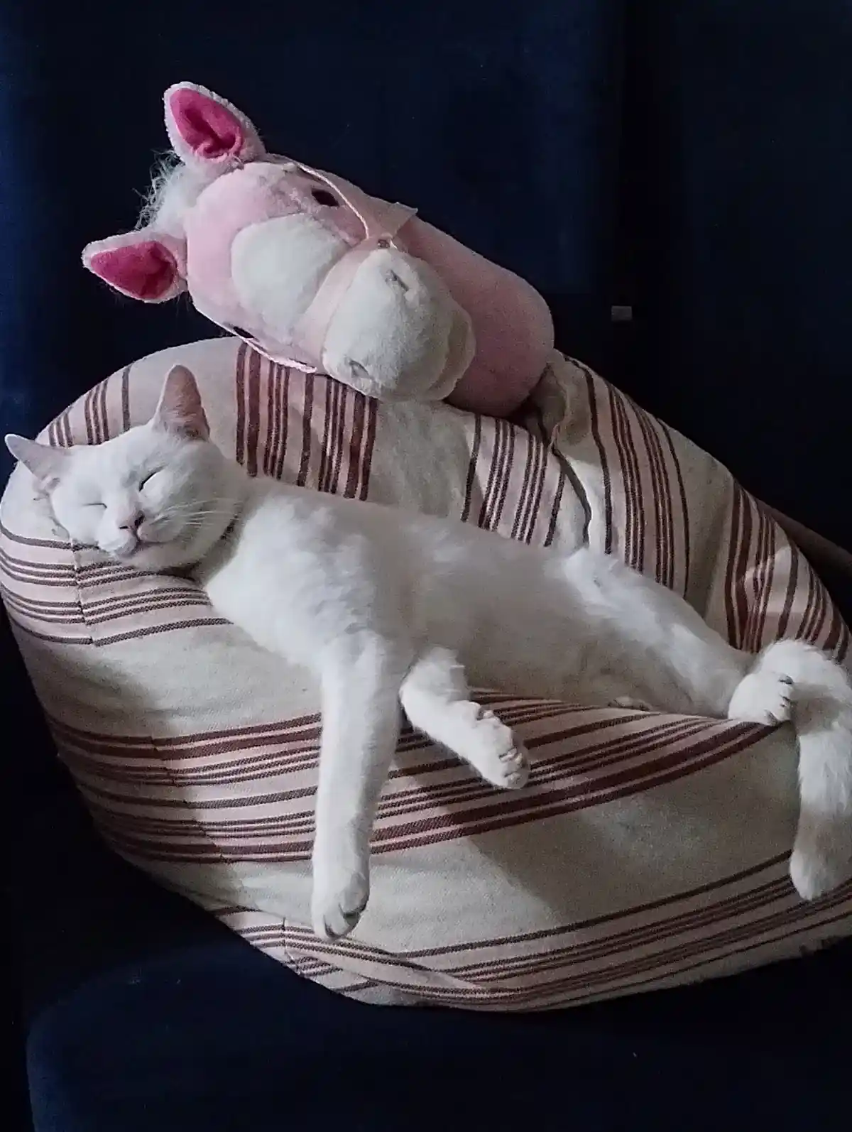 A white cat is sleeping soundly on its side in a striped beanbag chair, with a pink plush horse toy resting behind it. The…