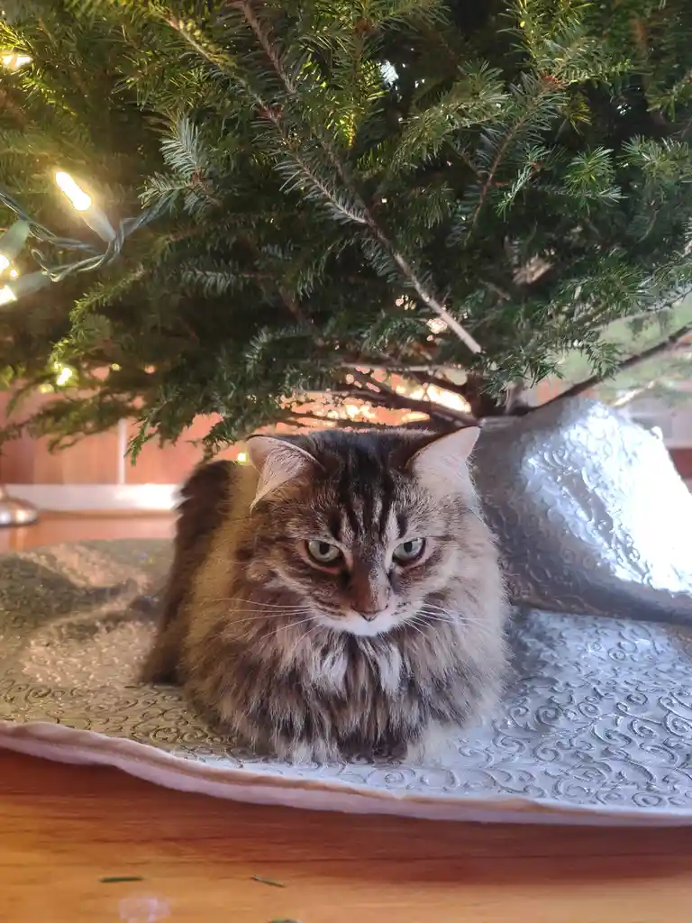 A fluffy, long-haired tabby cat with green eyes sits under a decorated Christmas tree, looking directly at the camera with a…