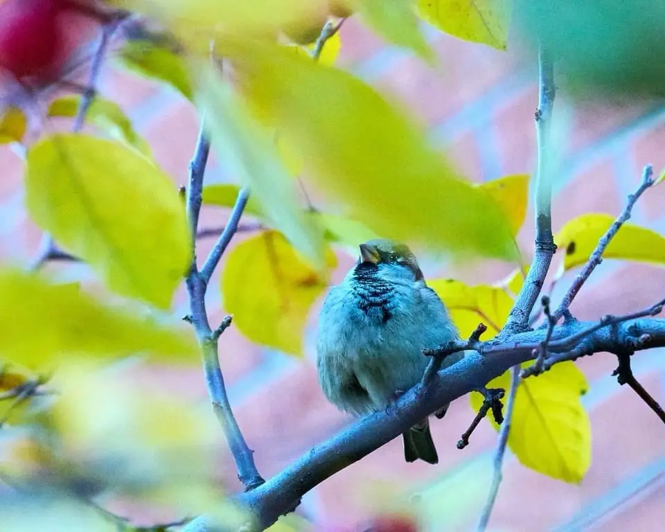 A small bird, likely a sparrow, perches on a branch surrounded by yellow autumn leaves, looking upward with a slightly weary…