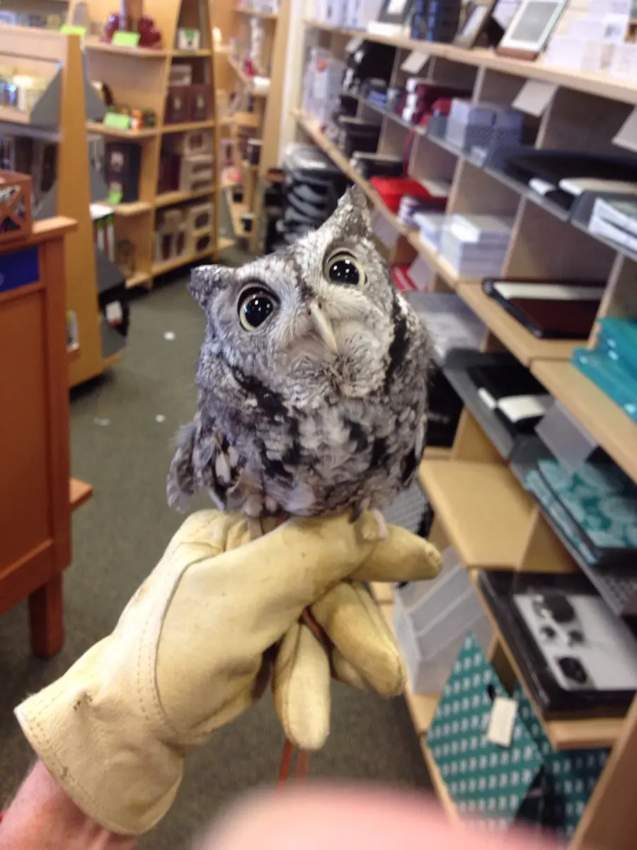 A small, gray and white owl with large, round, black eyes is perched on a gloved hand inside what appears to be a retail…