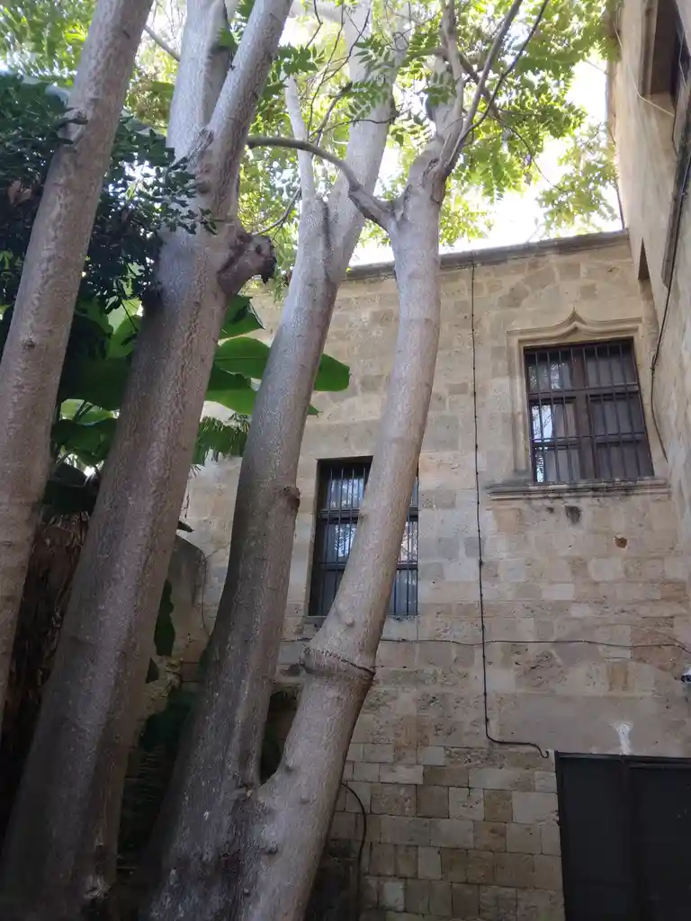 A low-angle photo shows thick, light-gray tree trunks growing very close together in front of a stone building with barred…