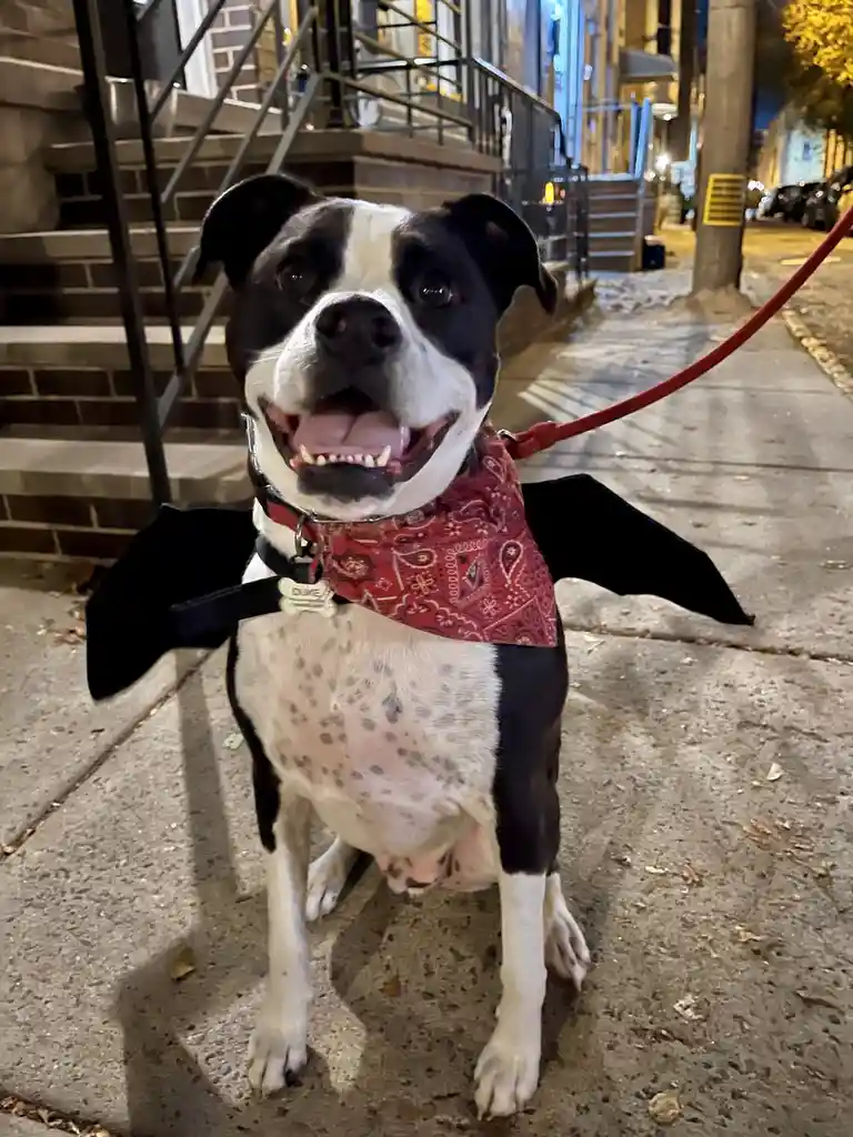 A black and white dog wearing a red bandana and black bat wings sits on a sidewalk at night, looking up with an open mouth…