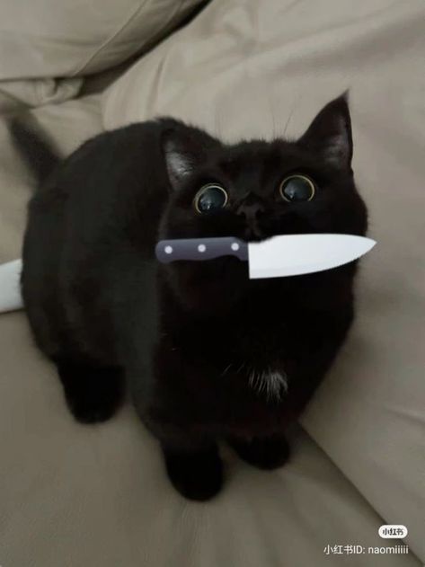 A black cat with wide, startled eyes sits on a beige couch, with a cartoon knife digitally inserted into its mouth. The…