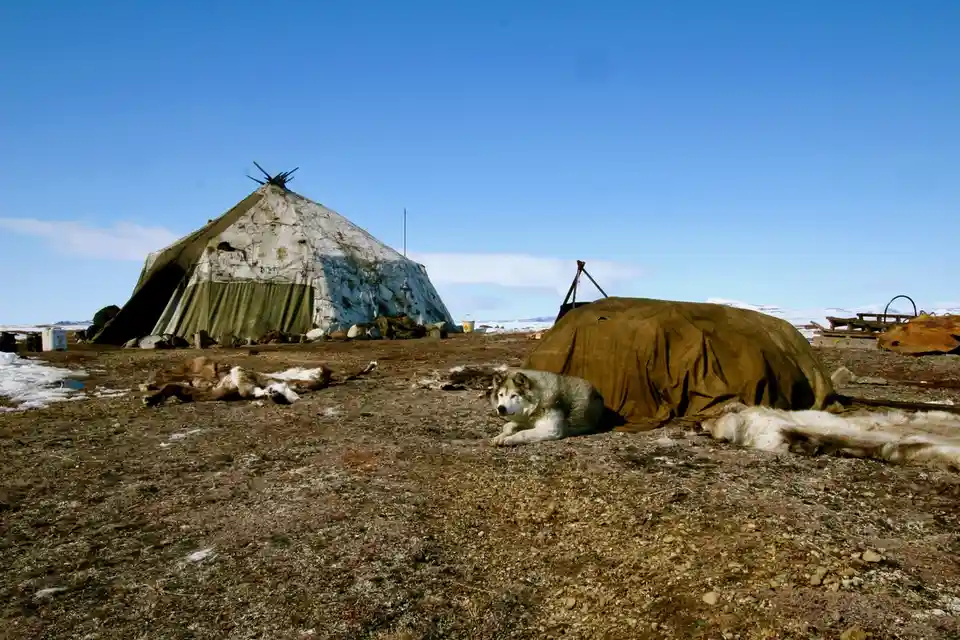 A serene Arctic scene shows a wolf resting on gravelly ground near two large, weathered tents covered in snow and dirt…
