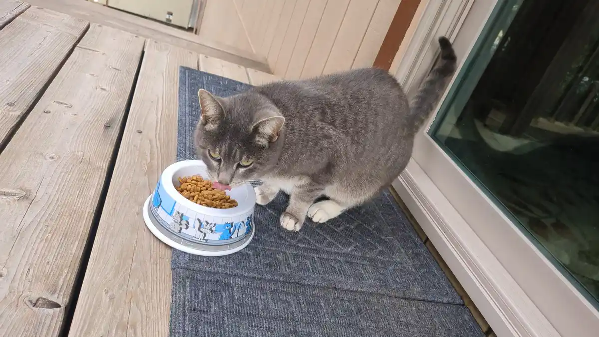 A gray tabby cat with white paws is eating kibble from a blue and white bowl decorated with cartoon cats, positioned on a…