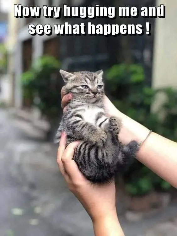 A small tabby kitten with wide, unimpressed eyes is being held upside down by a person's hands, looking directly at the…