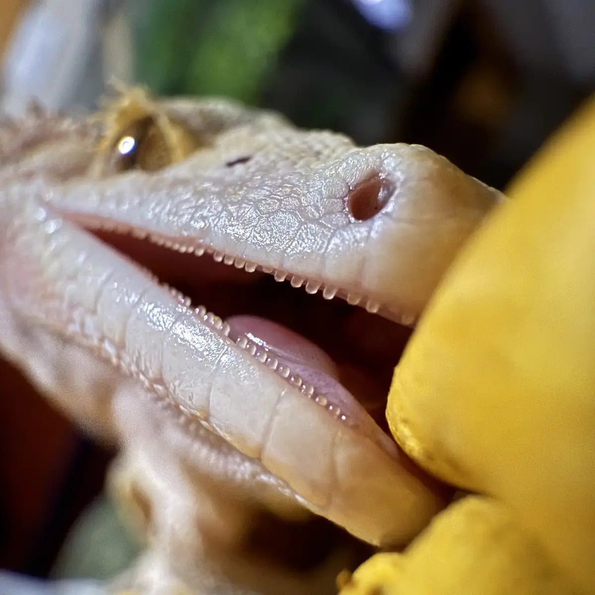 A close-up photo shows a pale, light-colored bearded dragon with its mouth slightly open, revealing its pink tongue and…