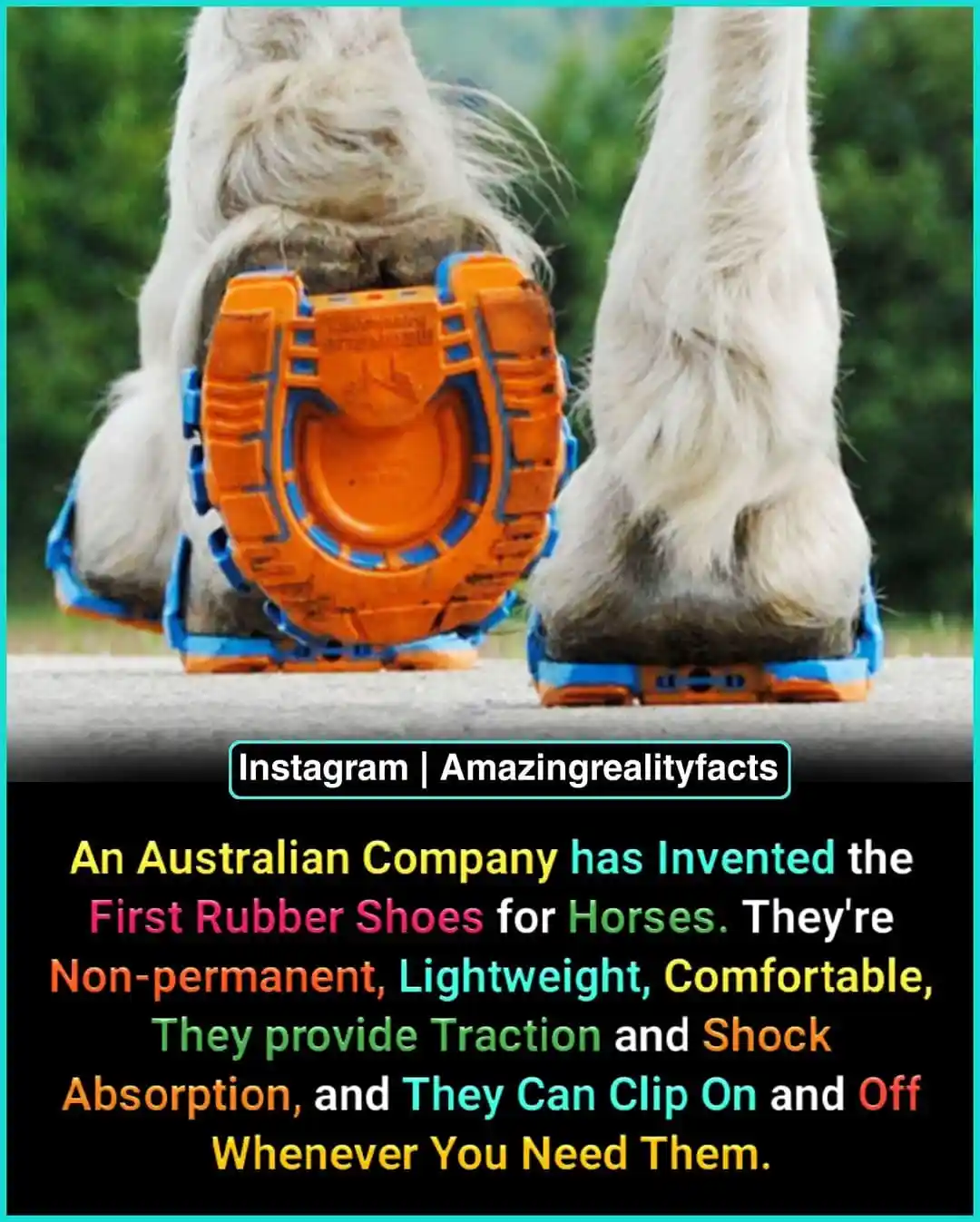 A close-up photo shows the hooves of a white horse wearing bright orange and blue rubber shoes, standing on pavement with a…
