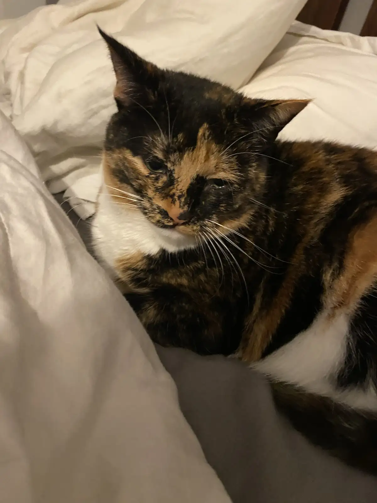 A calico cat with black, orange, and white fur is lying on white bedding, looking directly at the camera with a tired…