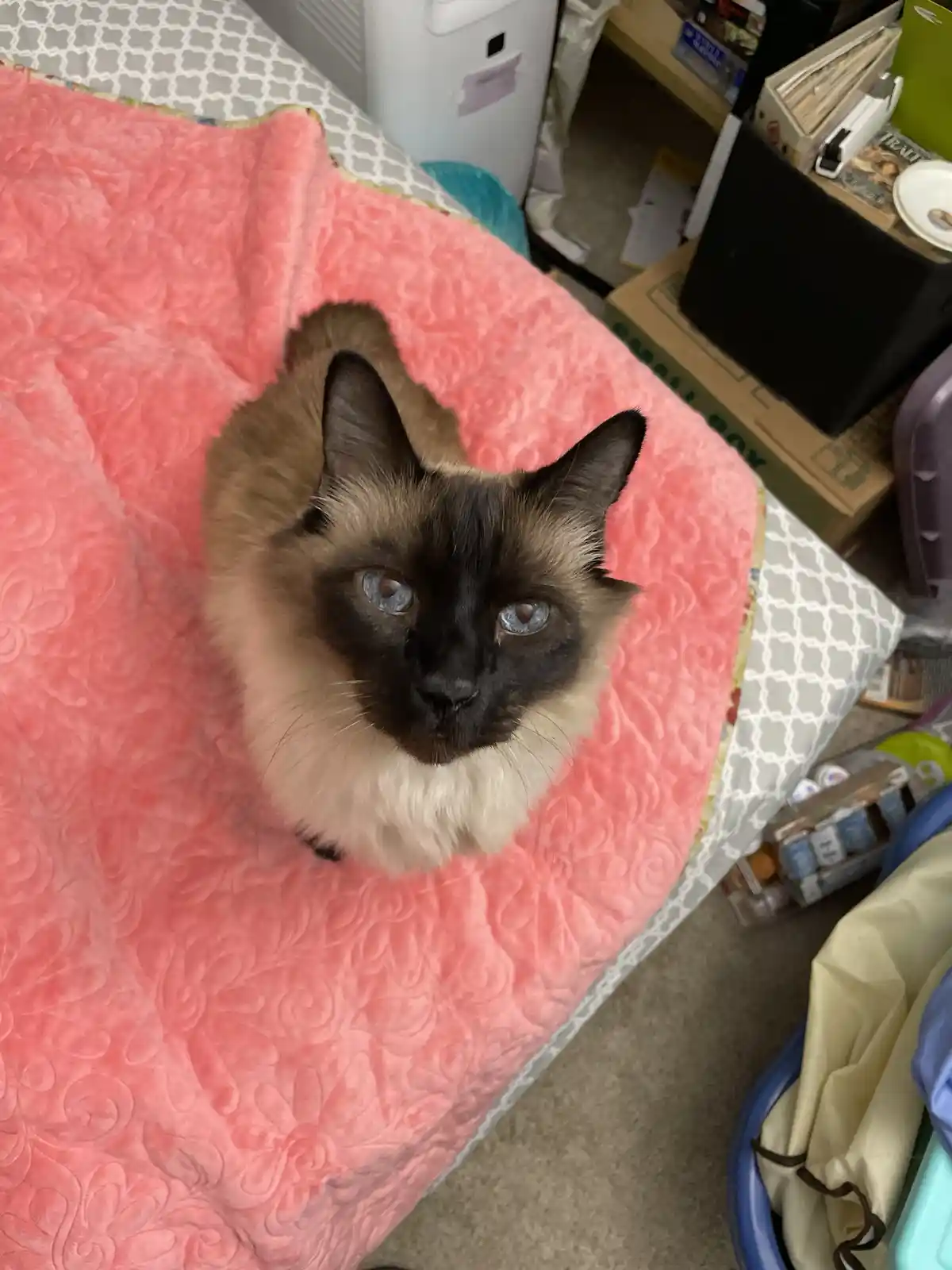 A siamese cat with striking blue eyes and dark facial markings sits upright on a textured pink blanket, looking directly at…