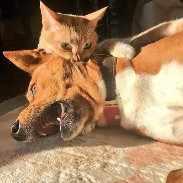 A ginger cat sits calmly on the head of a brown and white dog that is lying down with its mouth open in a wide, toothy grin…