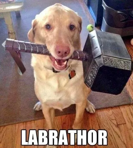 A light-colored Labrador Retriever sits on a wooden floor, holding a replica of Thor's hammer (Mjolnir) in its mouth. The…
