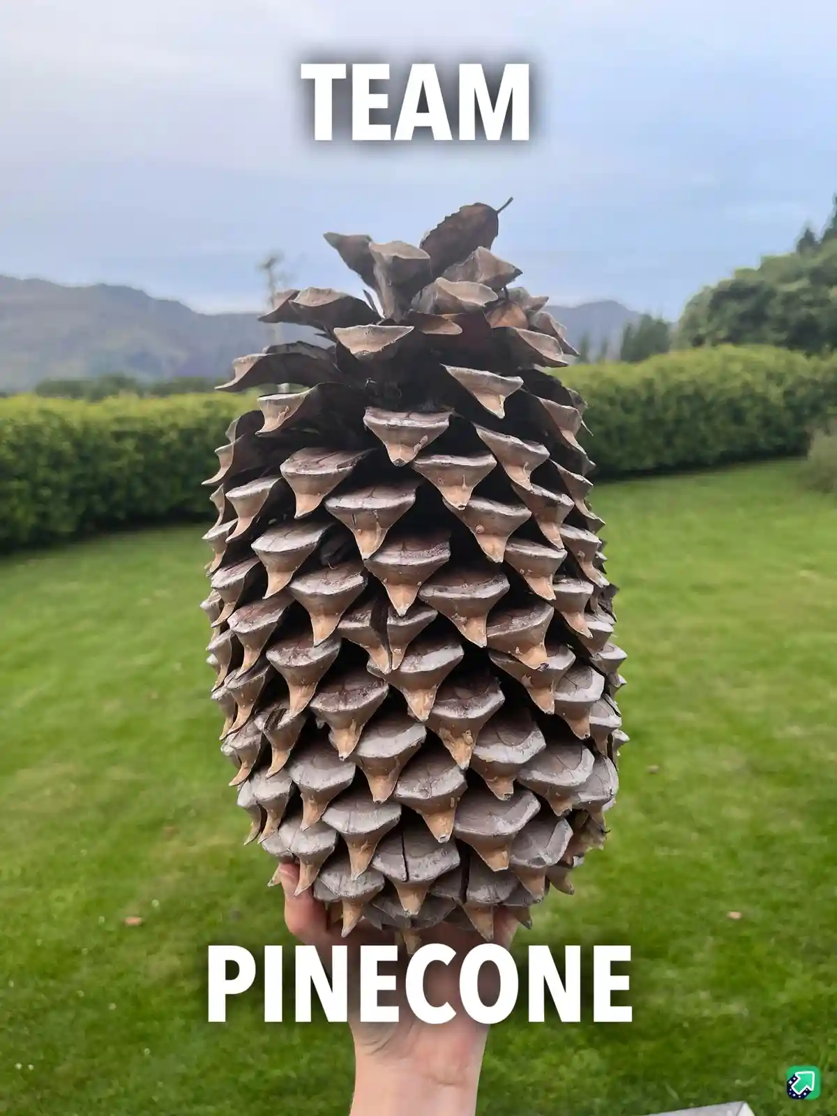 A hand holds a large, brown pinecone against a backdrop of green grass, hedges, and distant mountains under an overcast sky…