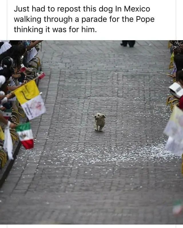 A small, scruffy dog stands in the middle of a cobblestone street during a parade, flanked by crowds of people holding…