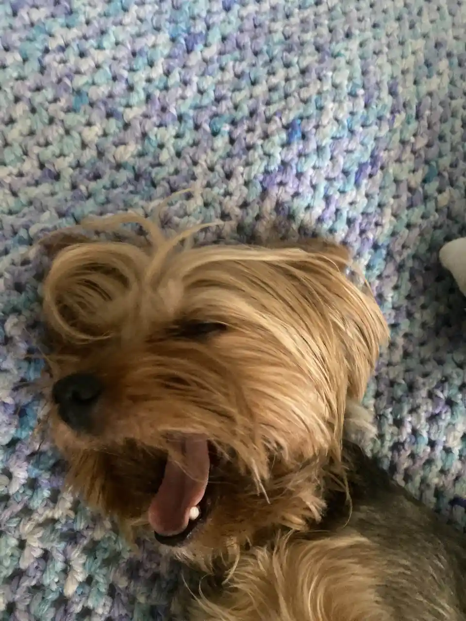A small, fluffy dog with light brown fur is lying on a colorful, textured crocheted blanket, yawning widely with its tongue…