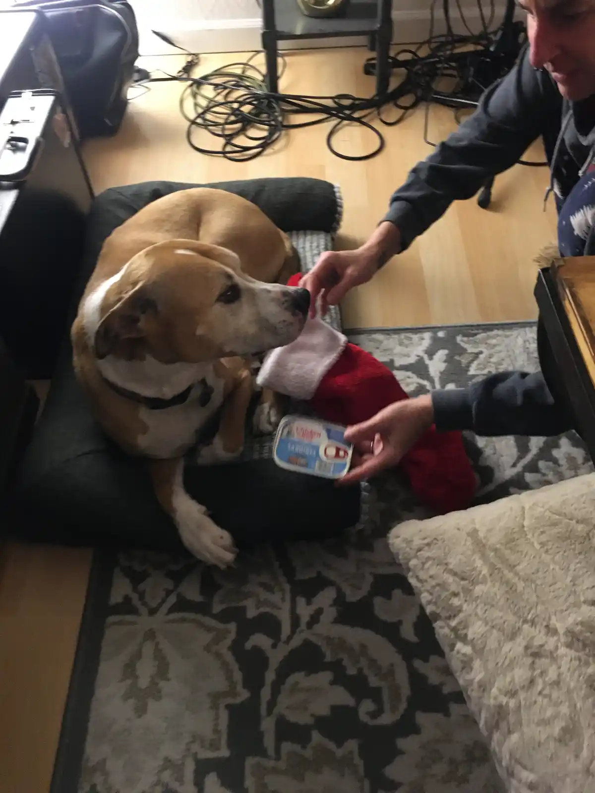 A tan and white dog sits patiently on a dark dog bed while a person holds a small can of dog food in front of a red…