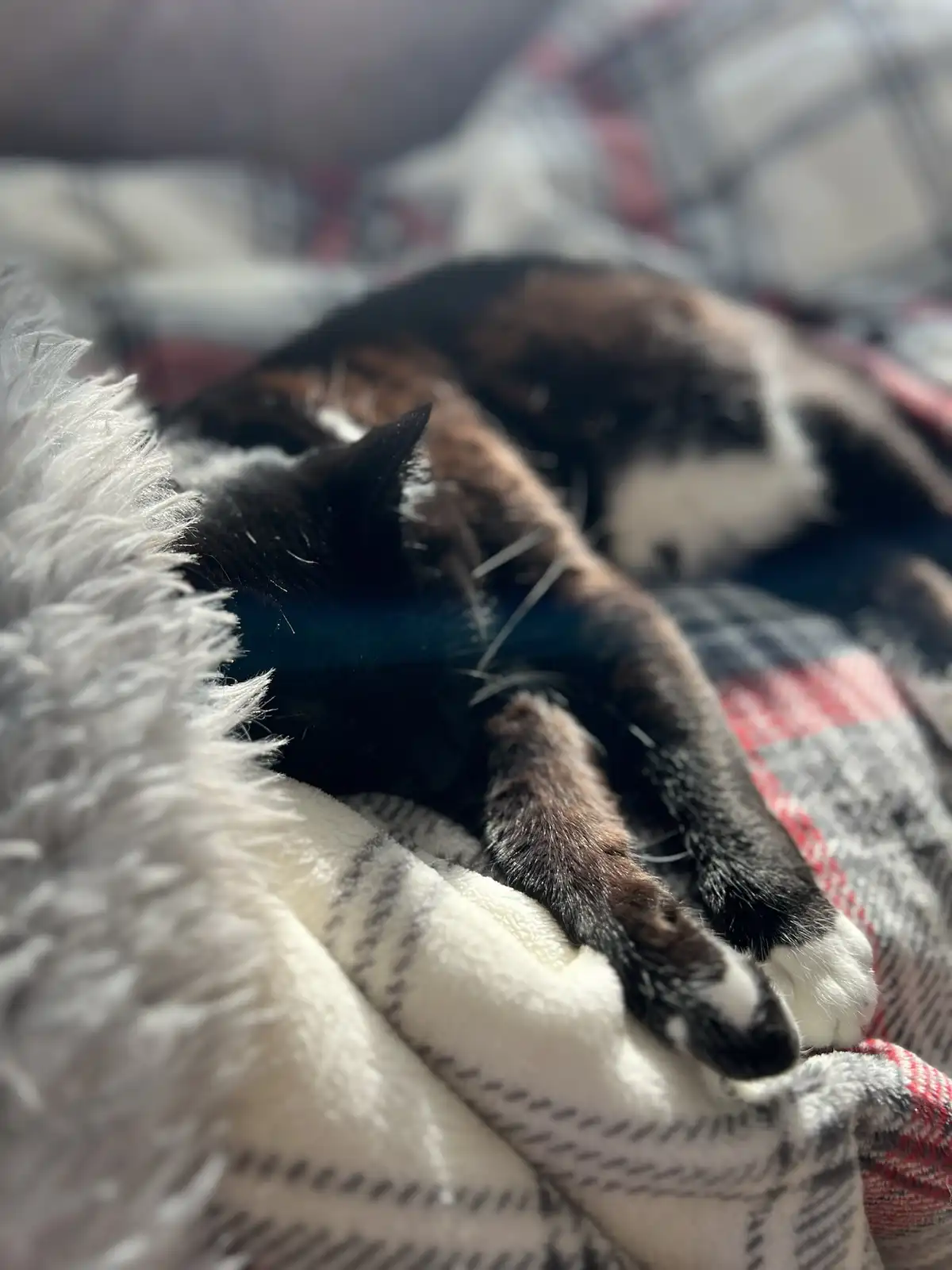 A calico cat with black, brown, and white fur is curled up and sleeping soundly on a soft, fluffy white blanket layered over…