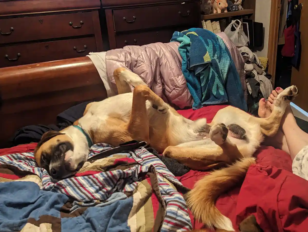 A tan and white dog lies on its back on a messy bed, paws in the air, next to a person's feet. The dog appears relaxed and…