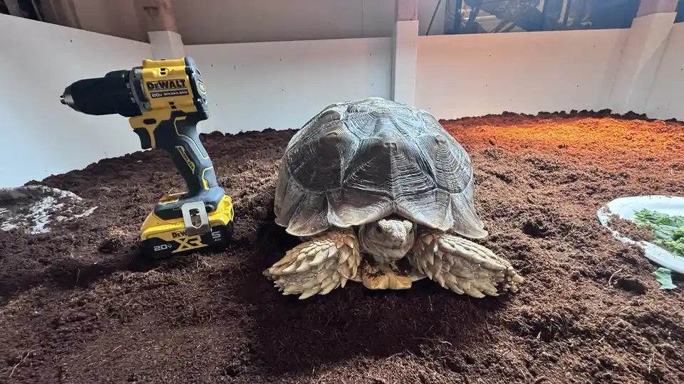 A large tortoise sits in a dirt enclosure next to a yellow and black DeWalt 20V brushless drill, with a plate of greens…