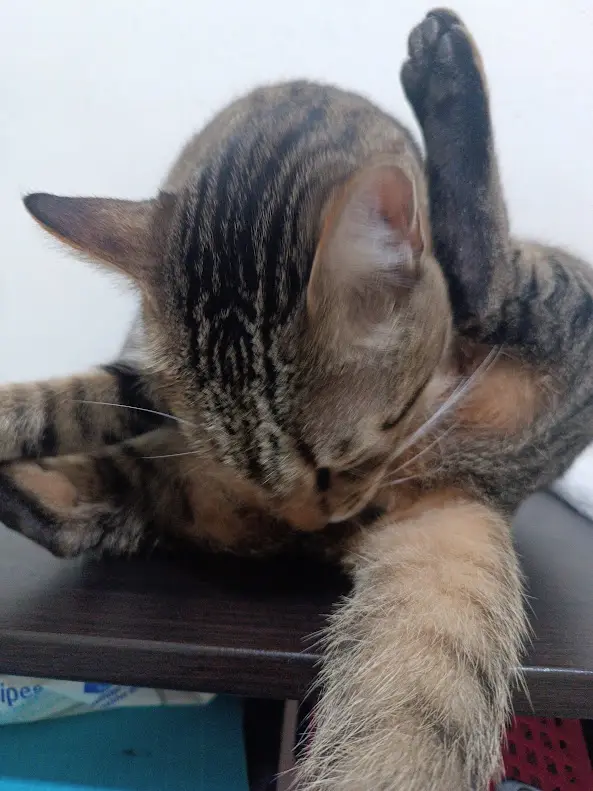 a tabby cat is lying on a dark wooden surface, lifting one paw to scratch its ear while its head is tilted down. The cat's…