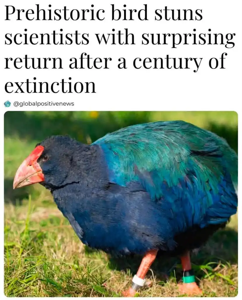 A close-up photo shows a large, dark blue bird with iridescent green-blue wings, a bright red-orange beak and legs, standing…