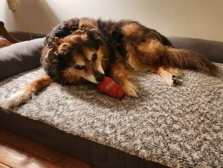 A fluffy brown and black dog lies on a grey textured dog bed, gently chewing on a red Kong toy. The dog has a tired, soulful…
