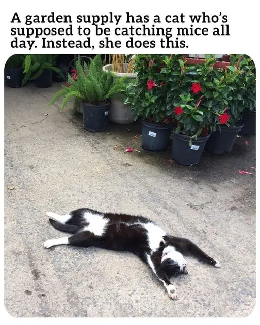 A black and white cat is lying flat on its back on a concrete surface, paws in the air, in front of several potted plants…