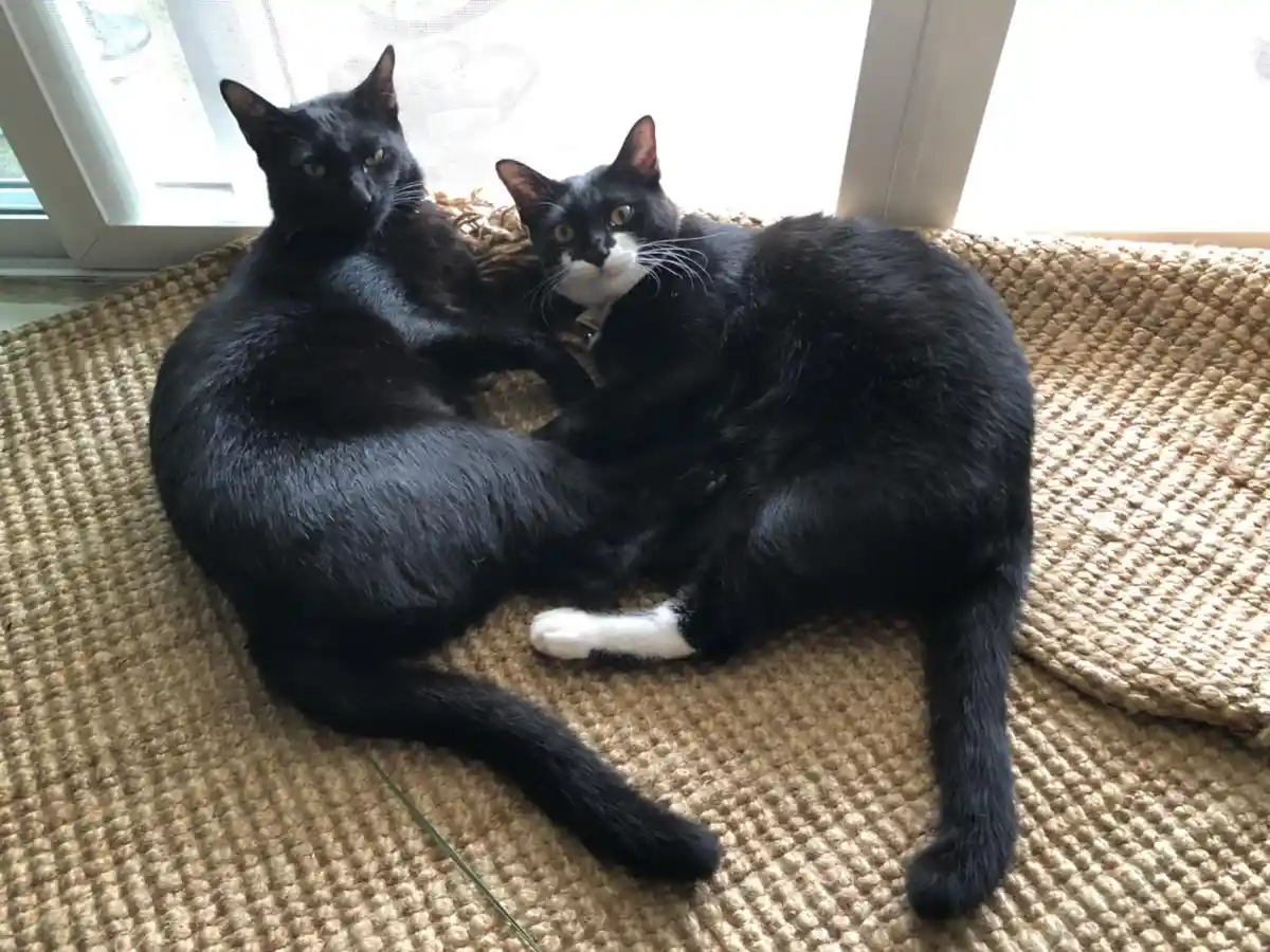 Two cats, one solid black and one black-and-white, are curled up together on a woven mat near a window. The black cat looks…