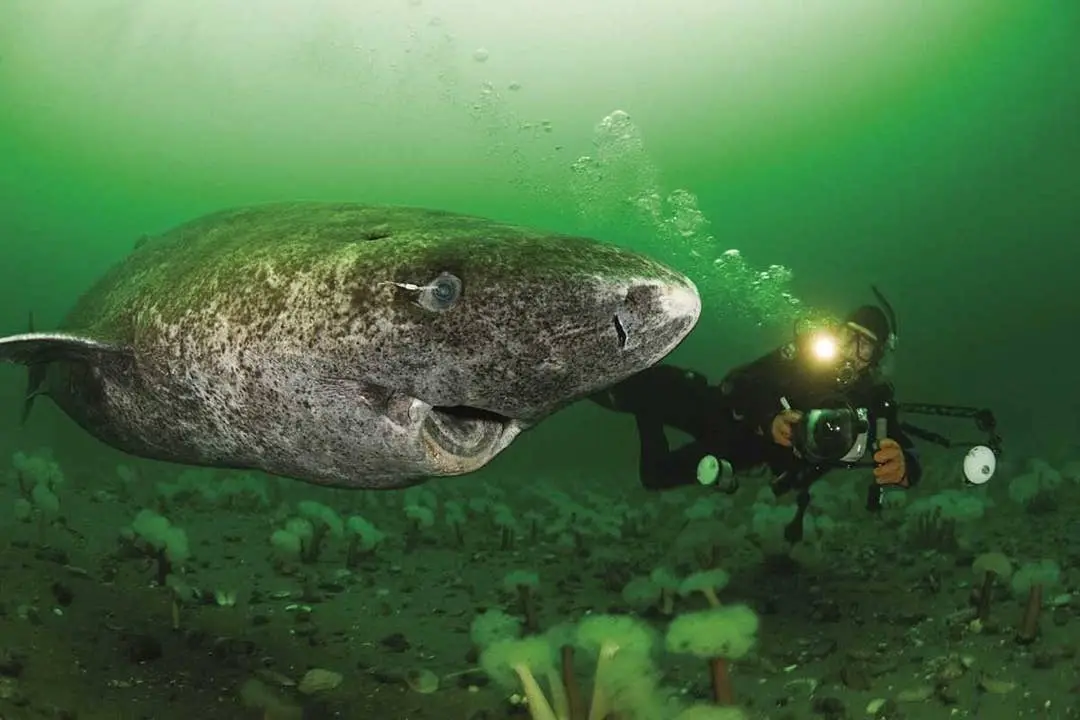 A large, spotted shark swims close to a scuba diver holding a camera underwater in murky green water. The diver's headlamp…